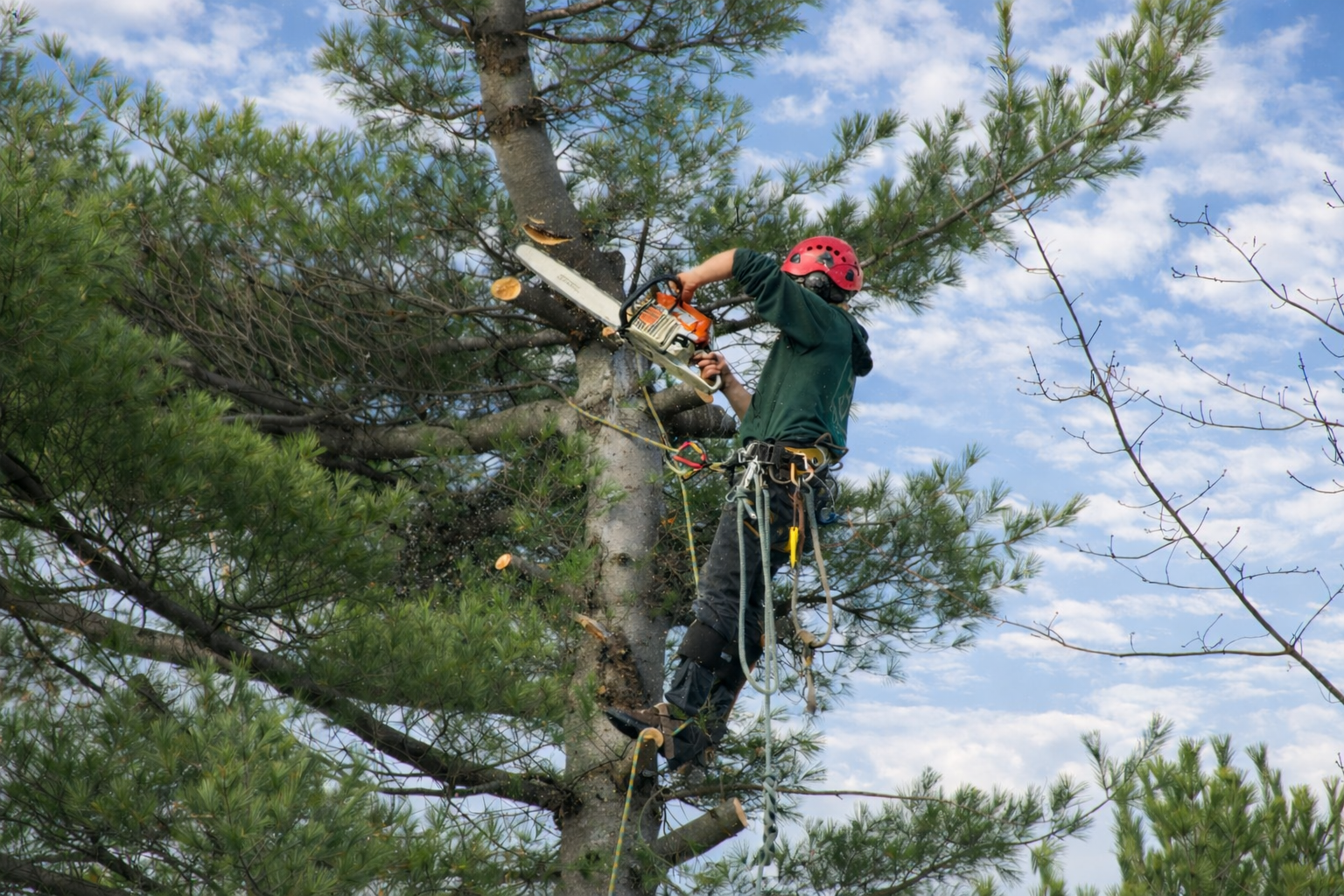 Tree Pruning